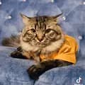 Muezza Cat Attire-muezzanico