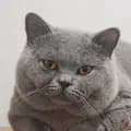 Aji British Shorthair-klimajinomoto