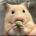 Hamster baby-ganhatxuu