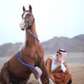 عبدالهادي🐎-abodi.horse_