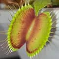 CARNIVOROUS PLANTS JOURNEY-carnivorousplantsjourney