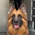 Nala The GSD Service Dog-dog_and_his_boomer