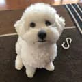 yoshi_bichonfrise-yoshi_bichonfrise