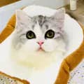 Mommy Meaw Cutie-cutie_cattery