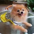 millo_thepomeranian-millo_thepomeranian