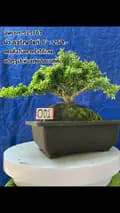 Kalashopno.02-kala_bonsai