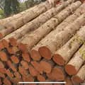 khai thác gỗ Lào-user87615953727208